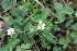  ( - EDNA22-0062385)  @11 [ ] NonCommercial ShareAlike (2023) Markus Ruhsam Royal Botanic Garden Edinburgh