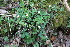  ( - EDNA22-0062385)  @11 [ ] NonCommercial ShareAlike (2023) Markus Ruhsam Royal Botanic Garden Edinburgh