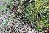  ( - EDNA22-0062385)  @11 [ ] NonCommercial ShareAlike (2023) Markus Ruhsam Royal Botanic Garden Edinburgh