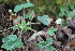  ( - EDNA22-0062385)  @11 [ ] NonCommercial ShareAlike (2023) Markus Ruhsam Royal Botanic Garden Edinburgh