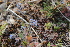  ( - EDNA22-0062375)  @11 [ ] NonCommercial ShareAlike (2023) Markus Ruhsam Royal Botanic Garden Edinburgh