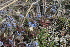  ( - EDNA22-0062375)  @11 [ ] NonCommercial ShareAlike (2023) Markus Ruhsam Royal Botanic Garden Edinburgh