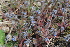  ( - EDNA22-0062375)  @11 [ ] NonCommercial ShareAlike (2023) Markus Ruhsam Royal Botanic Garden Edinburgh
