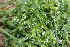  ( - EDNA22-0062379)  @11 [ ] NonCommercial ShareAlike (2023) Markus Ruhsam Royal Botanic Garden Edinburgh