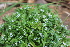  ( - EDNA22-0062379)  @11 [ ] NonCommercial ShareAlike (2023) Markus Ruhsam Royal Botanic Garden Edinburgh