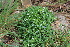  ( - EDNA22-0062379)  @11 [ ] NonCommercial ShareAlike (2023) Markus Ruhsam Royal Botanic Garden Edinburgh