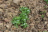 ( - EDNA22-0062379)  @11 [ ] NonCommercial ShareAlike (2023) Markus Ruhsam Royal Botanic Garden Edinburgh