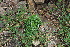  ( - EDNA22-0062379)  @11 [ ] NonCommercial ShareAlike (2023) Markus Ruhsam Royal Botanic Garden Edinburgh