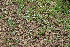  ( - EDNA22-0062379)  @11 [ ] NonCommercial ShareAlike (2023) Markus Ruhsam Royal Botanic Garden Edinburgh