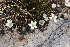  ( - EDNA22-0062550)  @11 [ ] NonCommercial ShareAlike (2023) Markus Ruhsam Royal Botanic Garden Edinburgh