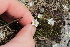  ( - EDNA22-0062550)  @11 [ ] NonCommercial ShareAlike (2023) Markus Ruhsam Royal Botanic Garden Edinburgh