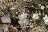  ( - EDNA22-0062550)  @11 [ ] NonCommercial ShareAlike (2023) Markus Ruhsam Royal Botanic Garden Edinburgh