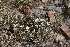  ( - EDNA22-0062550)  @11 [ ] NonCommercial ShareAlike (2023) Markus Ruhsam Royal Botanic Garden Edinburgh