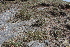  ( - EDNA22-0062550)  @11 [ ] NonCommercial ShareAlike (2023) Markus Ruhsam Royal Botanic Garden Edinburgh