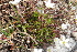  ( - EDNA22-0062550)  @11 [ ] NonCommercial ShareAlike (2023) Markus Ruhsam Royal Botanic Garden Edinburgh