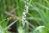  ( - EDNA22-0062558)  @11 [ ] NonCommercial ShareAlike (2023) Markus Ruhsam Royal Botanic Garden Edinburgh