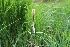  ( - EDNA22-0062558)  @11 [ ] NonCommercial ShareAlike (2023) Markus Ruhsam Royal Botanic Garden Edinburgh