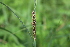  ( - EDNA22-0062558)  @11 [ ] NonCommercial ShareAlike (2023) Markus Ruhsam Royal Botanic Garden Edinburgh
