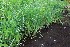  ( - EDNA22-0062558)  @11 [ ] NonCommercial ShareAlike (2023) Markus Ruhsam Royal Botanic Garden Edinburgh