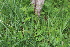  ( - EDNA22-0062558)  @11 [ ] NonCommercial ShareAlike (2023) Markus Ruhsam Royal Botanic Garden Edinburgh
