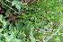  ( - EDNA22-0062558)  @11 [ ] NonCommercial ShareAlike (2023) Markus Ruhsam Royal Botanic Garden Edinburgh