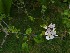  ( - EDNA22-0063366)  @11 [ ] NonCommercial ShareAlike (2022) Markus Ruhsam Royal Botanic Garden Edinburgh