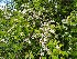  ( - EDNA22-0063366)  @11 [ ] NonCommercial ShareAlike (2022) Markus Ruhsam Royal Botanic Garden Edinburgh