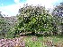  ( - EDNA22-0063366)  @11 [ ] NonCommercial ShareAlike (2022) Markus Ruhsam Royal Botanic Garden Edinburgh