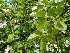  (Malus sylvestris - EDNA22-0063366)  @11 [ ] NonCommercial ShareAlike (2022) Markus Ruhsam Royal Botanic Garden Edinburgh