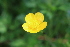  ( - EDNA22-0062559)  @11 [ ] NonCommercial ShareAlike (2023) Markus Ruhsam Royal Botanic Garden Edinburgh