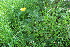  ( - EDNA22-0062559)  @11 [ ] NonCommercial ShareAlike (2023) Markus Ruhsam Royal Botanic Garden Edinburgh