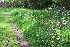  ( - EDNA22-0062559)  @11 [ ] NonCommercial ShareAlike (2023) Markus Ruhsam Royal Botanic Garden Edinburgh