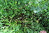  ( - EDNA22-0062559)  @11 [ ] NonCommercial ShareAlike (2023) Markus Ruhsam Royal Botanic Garden Edinburgh