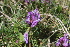  ( - EDNA22-0062562)  @11 [ ] NonCommercial ShareAlike (2023) Markus Ruhsam Royal Botanic Garden Edinburgh
