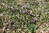 ( - EDNA22-0062562)  @11 [ ] NonCommercial ShareAlike (2023) Markus Ruhsam Royal Botanic Garden Edinburgh