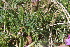  ( - EDNA22-0062562)  @11 [ ] NonCommercial ShareAlike (2023) Markus Ruhsam Royal Botanic Garden Edinburgh