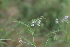 ( - EDNA22-0062564)  @11 [ ] NonCommercial ShareAlike (2023) Markus Ruhsam Royal Botanic Garden Edinburgh