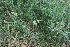  ( - EDNA22-0062564)  @11 [ ] NonCommercial ShareAlike (2023) Markus Ruhsam Royal Botanic Garden Edinburgh