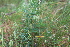  ( - EDNA22-0062564)  @11 [ ] NonCommercial ShareAlike (2023) Markus Ruhsam Royal Botanic Garden Edinburgh