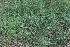  ( - EDNA22-0062564)  @11 [ ] NonCommercial ShareAlike (2023) Markus Ruhsam Royal Botanic Garden Edinburgh