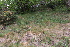  ( - EDNA22-0062564)  @11 [ ] NonCommercial ShareAlike (2023) Markus Ruhsam Royal Botanic Garden Edinburgh