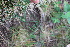  ( - EDNA22-0062564)  @11 [ ] NonCommercial ShareAlike (2023) Markus Ruhsam Royal Botanic Garden Edinburgh