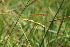  ( - EDNA22-0062626)  @11 [ ] NonCommercial ShareAlike (2023) Markus Ruhsam Royal Botanic Garden Edinburgh