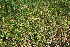  ( - EDNA22-0062626)  @11 [ ] NonCommercial ShareAlike (2023) Markus Ruhsam Royal Botanic Garden Edinburgh