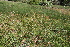  ( - EDNA22-0062626)  @11 [ ] NonCommercial ShareAlike (2023) Markus Ruhsam Royal Botanic Garden Edinburgh