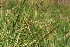  ( - EDNA22-0062626)  @11 [ ] NonCommercial ShareAlike (2023) Markus Ruhsam Royal Botanic Garden Edinburgh