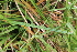  ( - EDNA22-0062626)  @11 [ ] NonCommercial ShareAlike (2023) Markus Ruhsam Royal Botanic Garden Edinburgh