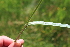  ( - EDNA22-0062626)  @11 [ ] NonCommercial ShareAlike (2023) Markus Ruhsam Royal Botanic Garden Edinburgh