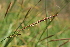  ( - EDNA22-0062626)  @11 [ ] NonCommercial ShareAlike (2023) Markus Ruhsam Royal Botanic Garden Edinburgh