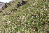  (Polygala serpyllifolia - EDNA22-0062632)  @11 [ ] NonCommercial ShareAlike (2023) Markus Ruhsam Royal Botanic Garden Edinburgh